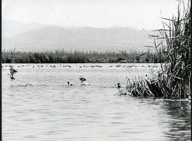 La Albufera