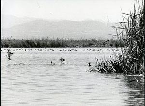 La Albufera